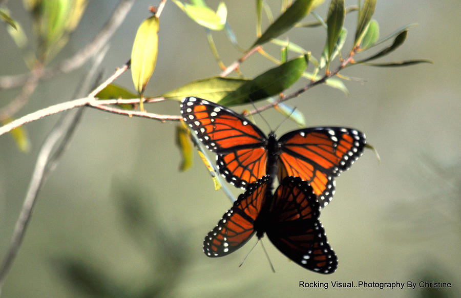 Butterfly Photograph - Making Monarchs 1 by Christine Sullivan Cuozzo