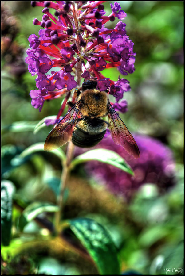 Making Things New Via The Bee Series Photograph by Michael Frank Jr