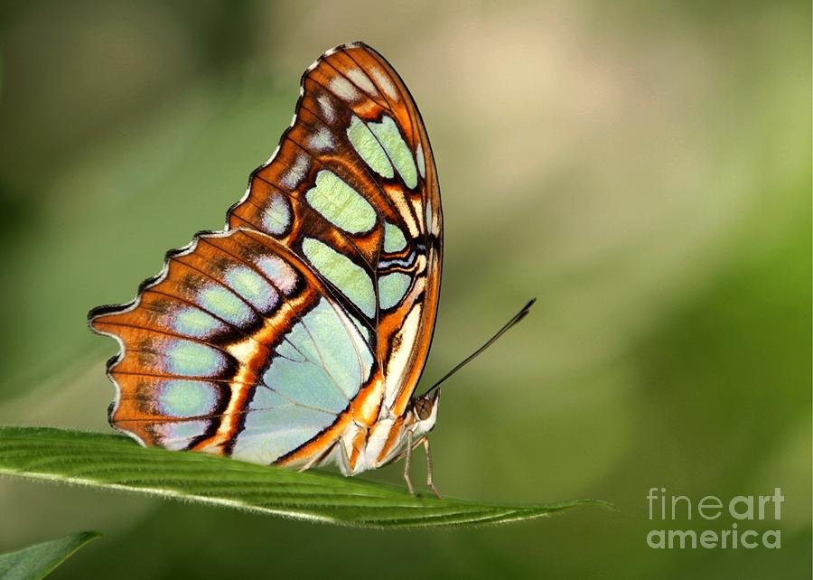Malachite Butterfly Photograph by Sabrina L Ryan