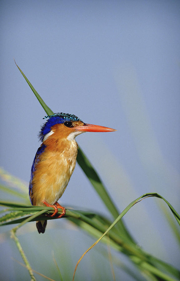 Malachite Kingfisher Perching On Reeds Photograph by Tim Fitzharris