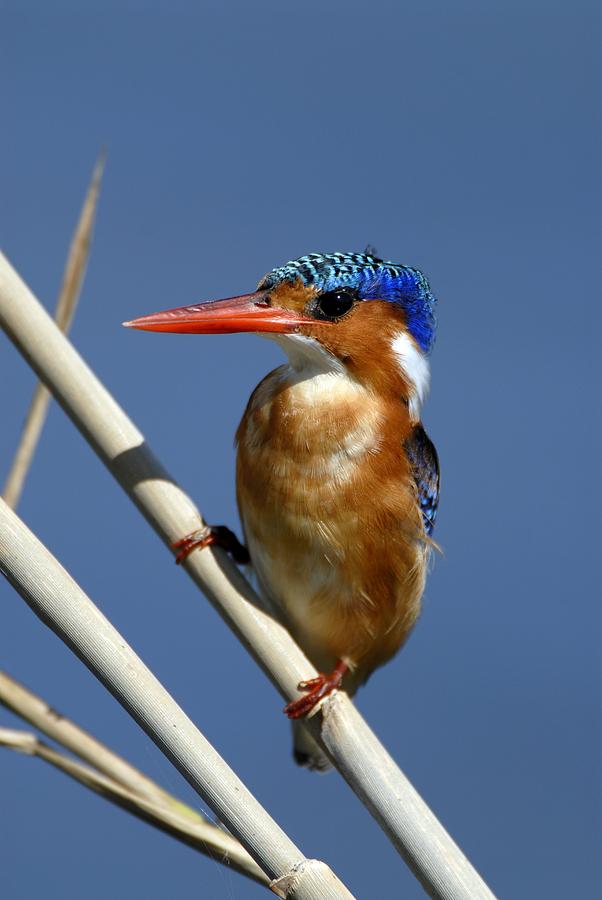 Nature Photograph - Malachite Kingfisher by Peter Chadwick