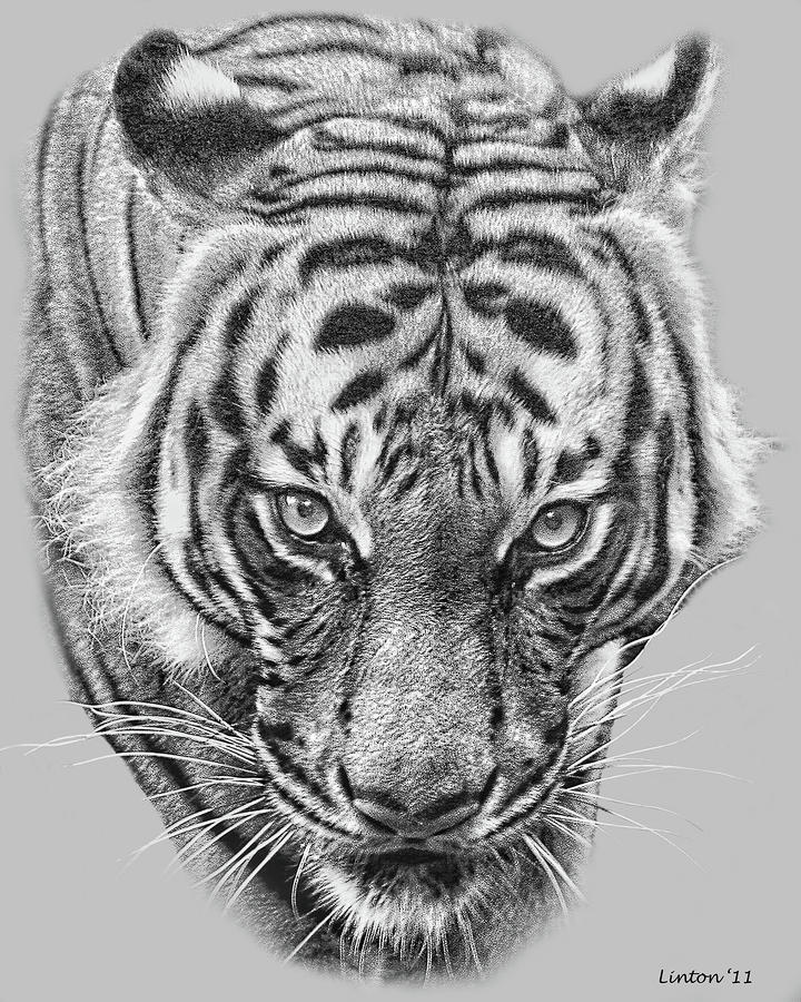 Malayan Tiger Digital Art by Larry Linton