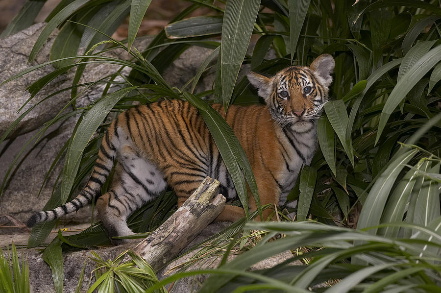 Malayan Tiger Panthera Tigris Jacksoni Photograph by San Diego Zoo