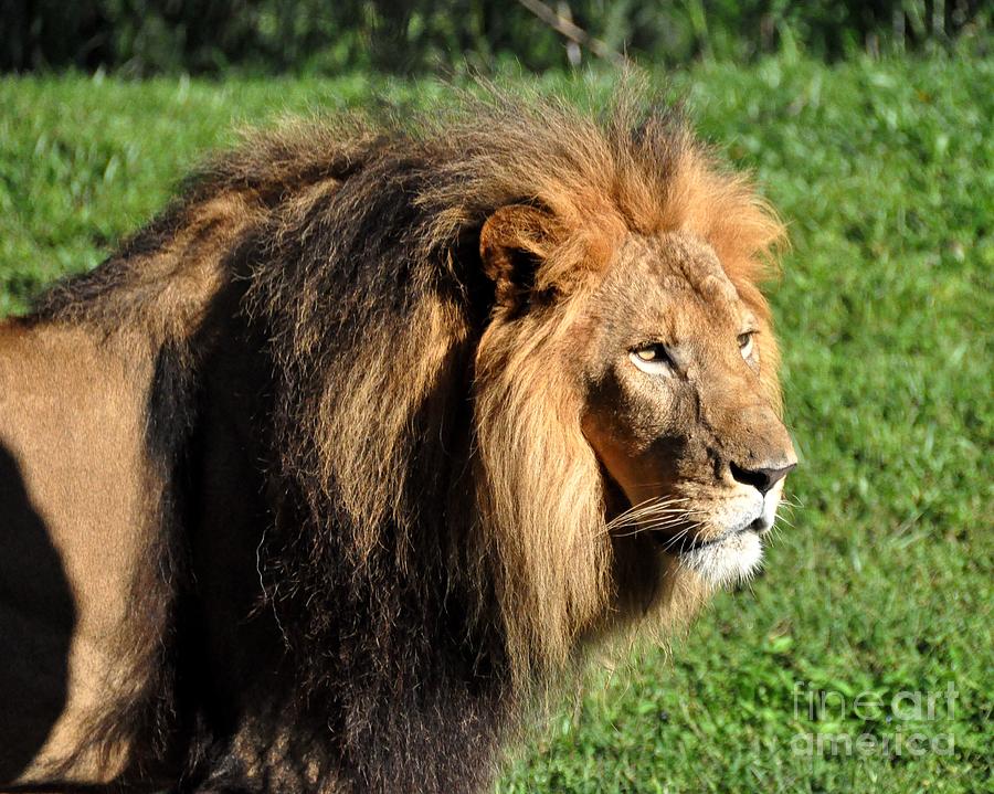 Male African Lion Photograph by John Black