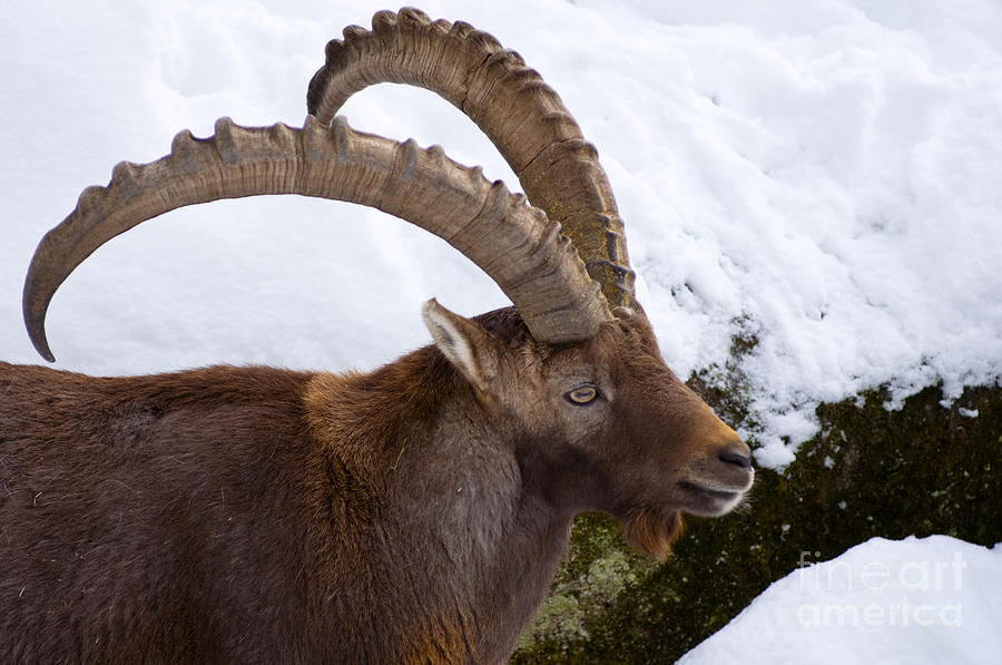 Male Alpine Ibex Photograph by Andrew  Michael