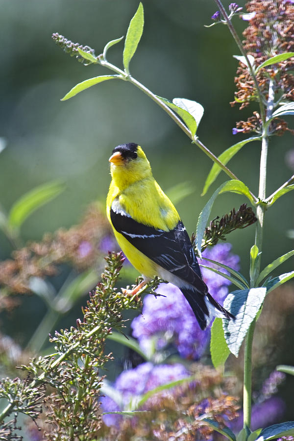 Flower Photograph - Male American Goldfinch by Rob Travis