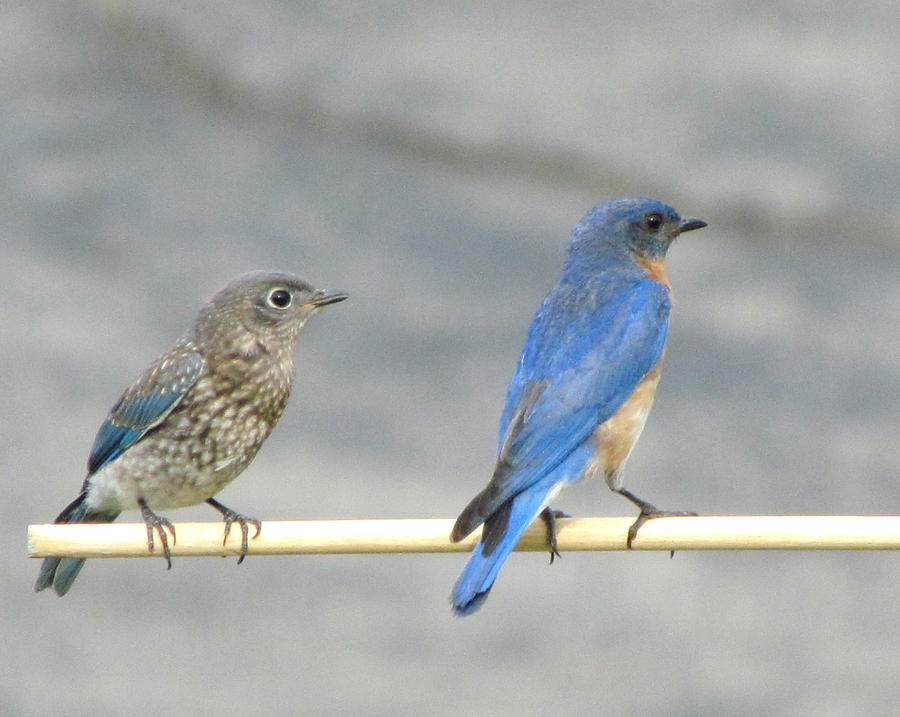 Male and Female Bluebirds on a Perch Photograph by Betty Pieper