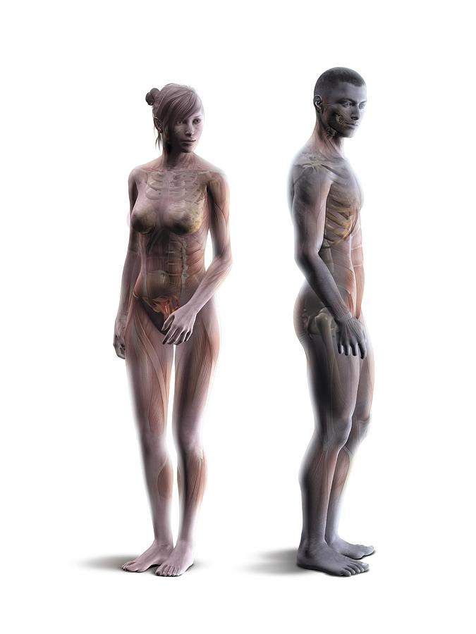 Male And Female Body Structure, Artwork by Claus Lunau