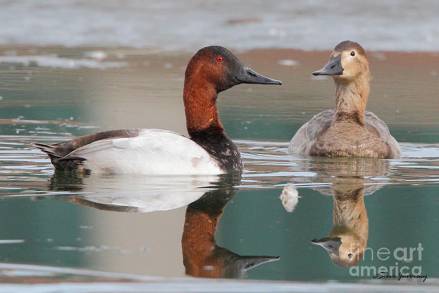 Male and Female Canvasback Duck Photograph by Steve Javorsky