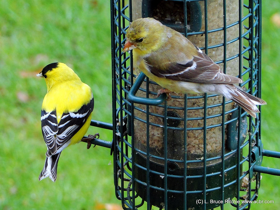 Male and female Goldfinches Mixed Media by Bruce Ritchie