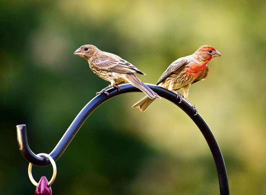 Male and Female House Finch Photograph by Linda Tiepelman