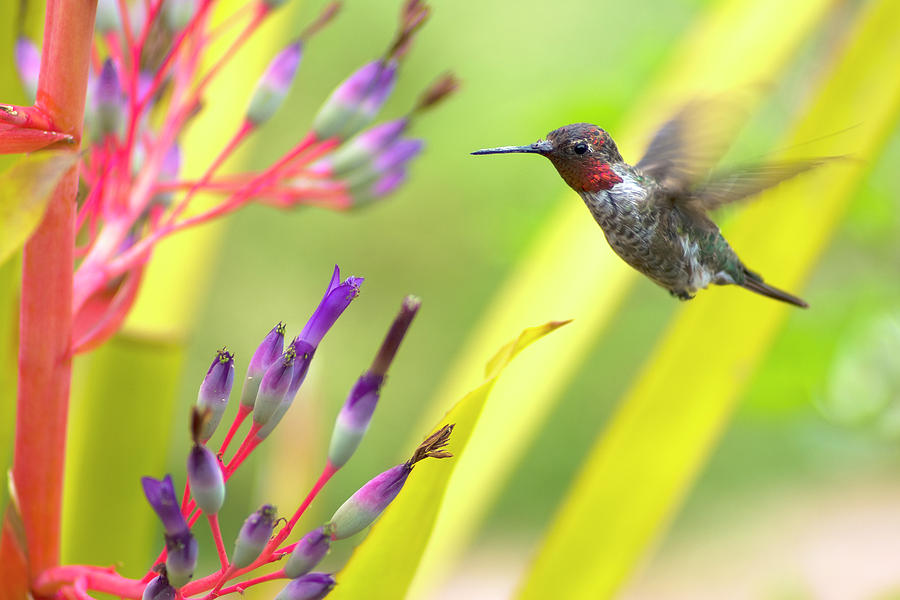 Male Anna's Hummingbird by Mike Herdering