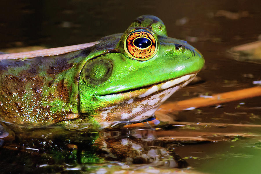 Male Arizona Bull Frog Side View Closeup Photograph