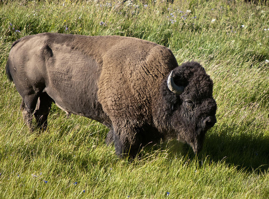 Male Bison Grazing Photograph by Paul Cannon