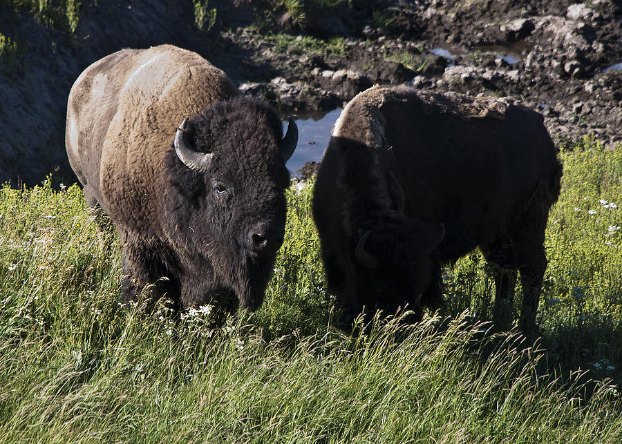Male Bison with his Female Partner Photograph by Paul Cannon