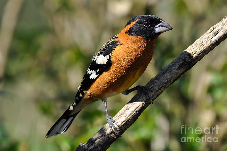 Male Black Headed Grosbeak Spring Photograph by Laura Mountainspring