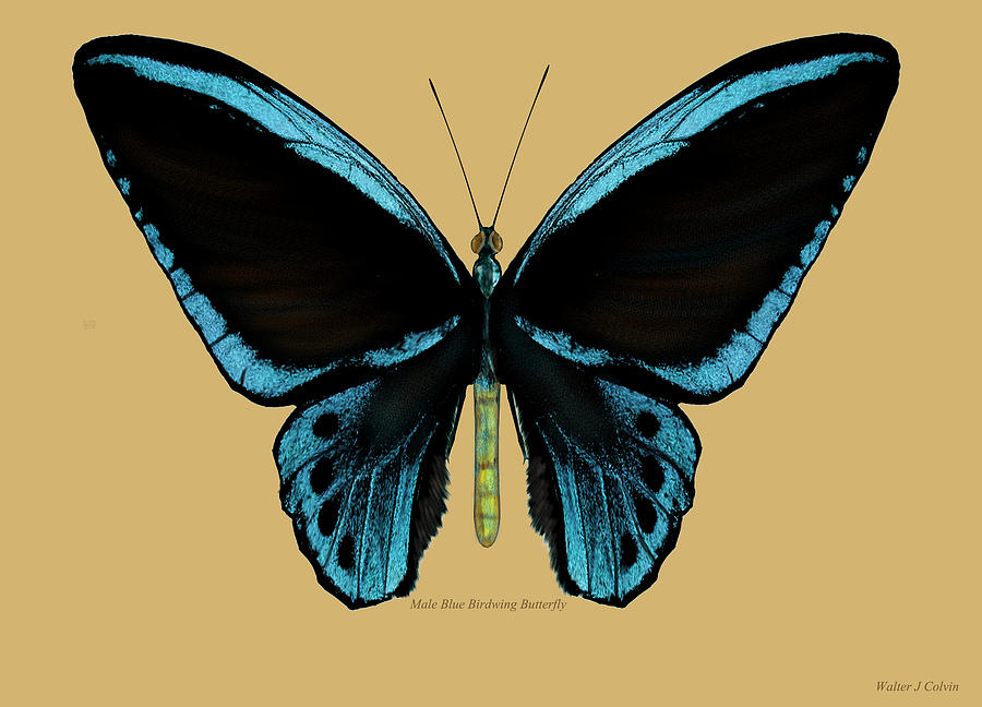 Male Blue Birdwing Butterfly Digital Art by Walter Colvin