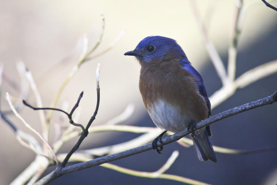 Male Bluebird In Shade Photograph