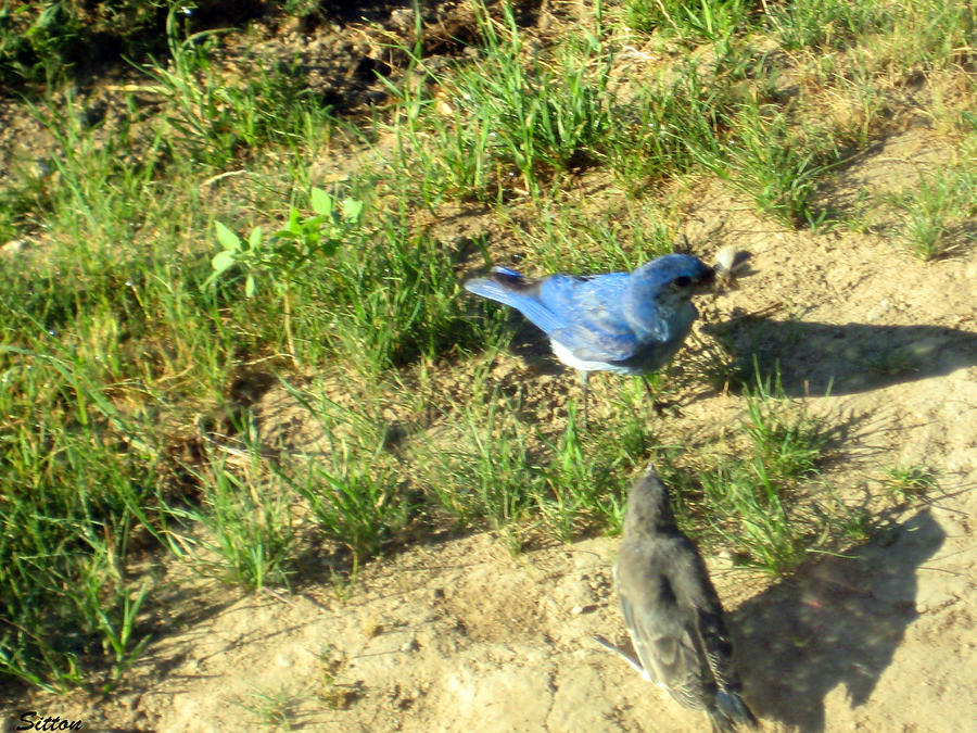 Male Bluebird with Young Photograph by C Sitton