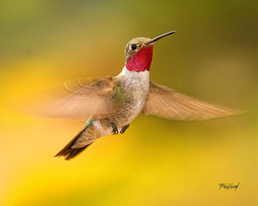 Male Broad-tailed Hummingbird Photograph by Fred J Lord