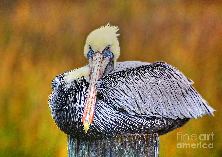 Male Brown Pelican At The Inlet Photograph by Kathy Baccari
