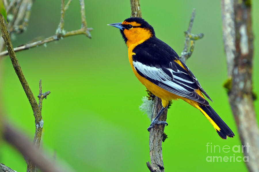 Male Bullocks Oriole Spring 2012 Photograph by Laura Mountainspring