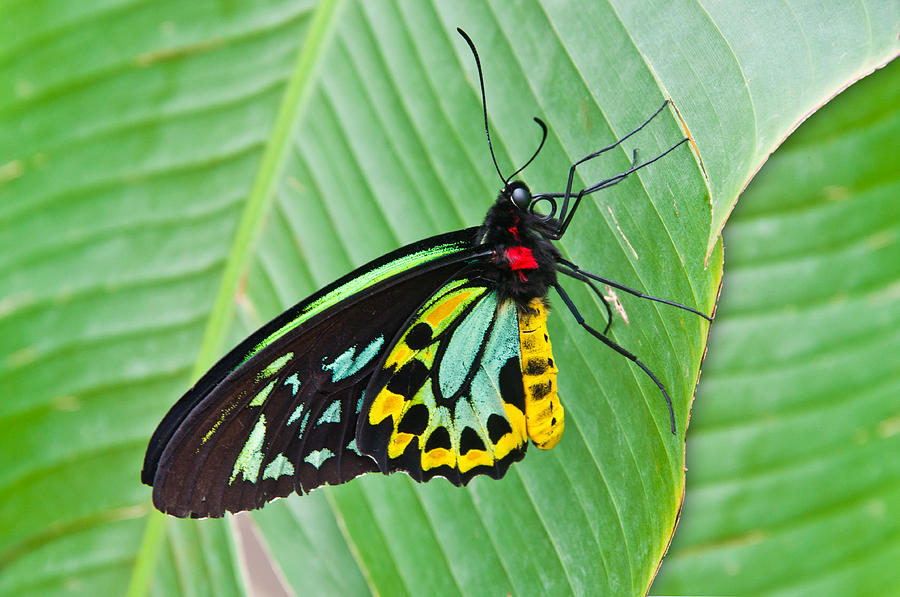 Male Cairns-Birdwing Butterfly Photograph by Chris Thaxter