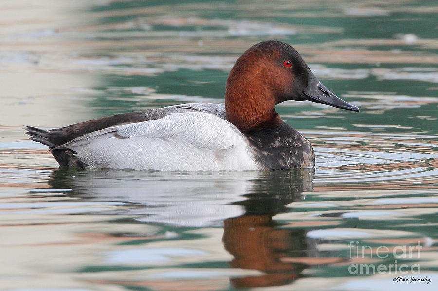 Male Canvasback Duck Photograph by Steve Javorsky