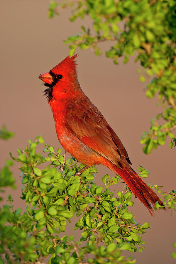 Male Cardinal 2 Photograph by D Robert Franz