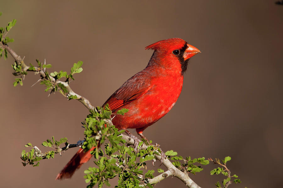 Male Cardinal Photograph by D Robert Franz