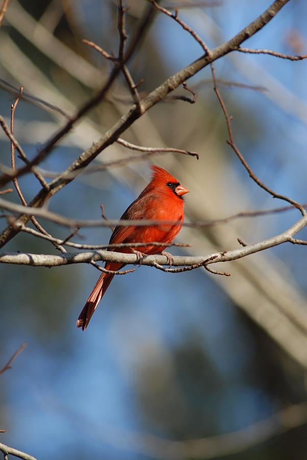 Male cardinal Photograph by David Campione