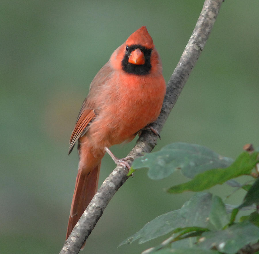Male Cardinal Photograph by Diane Giurco