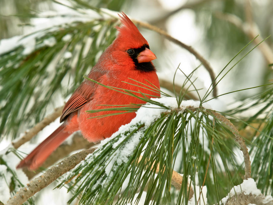 Male Cardinal In A Winter Pine by John Radosevich