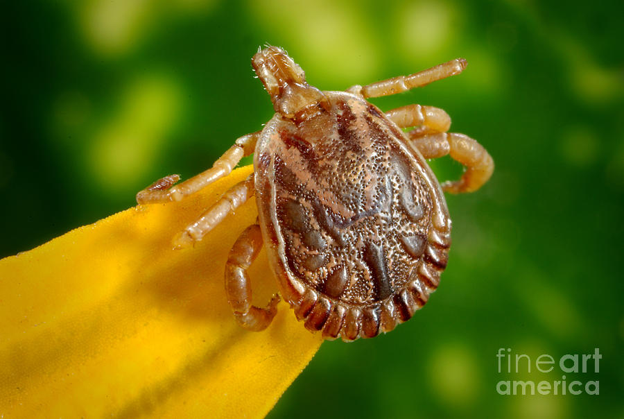 Male Cayenne Tick Photograph by Science Source