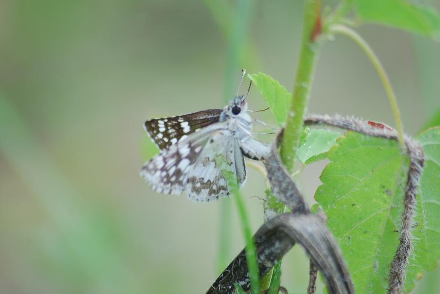 Male Common Checkered Skipper 8797 3425 Photograph by Michael Peychich