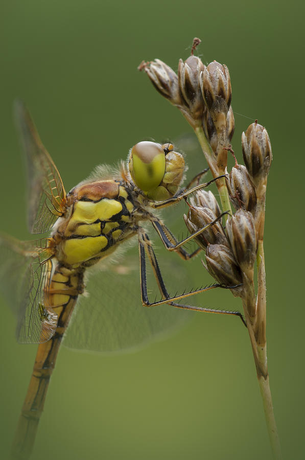 Male Common Darter Photograph by Andy Astbury