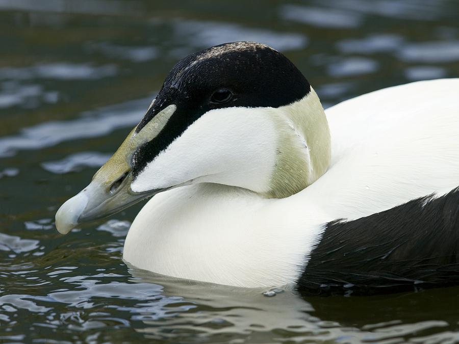 Male Common Eider Duck Photograph by Adrian Bicker | Fine Art America