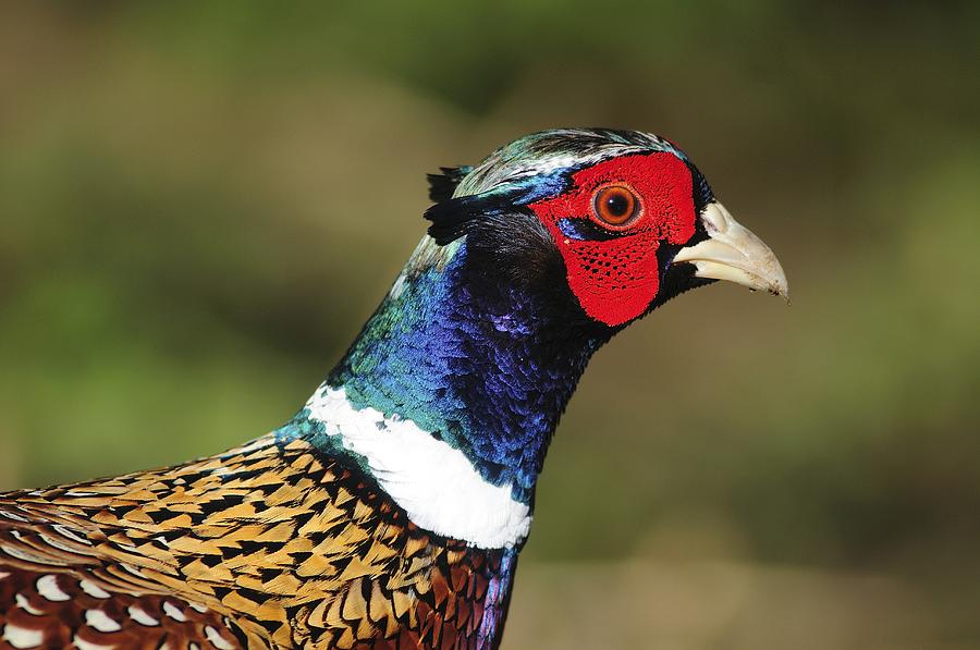 Pheasant Photograph - Male Common Pheasant by Colin Varndell