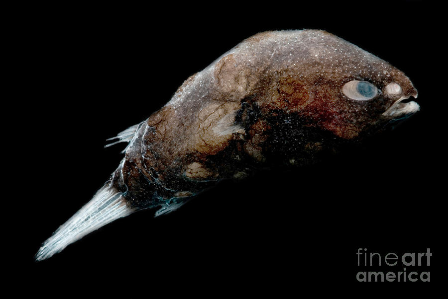 Male Deep-sea Anglerfish Photograph by Dant Fenolio