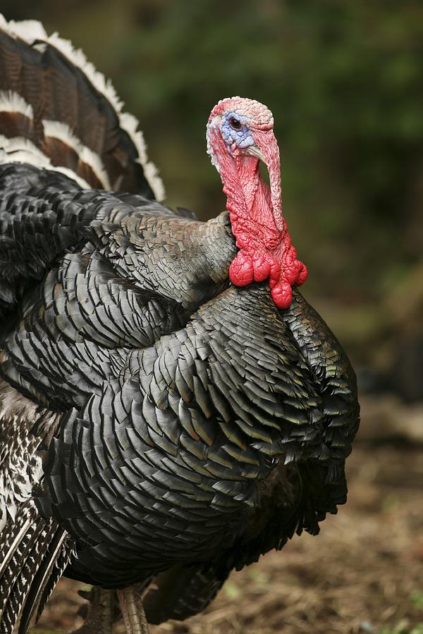 Male Domestic Turkey Photograph by Bjorn Svensson Fine Art America