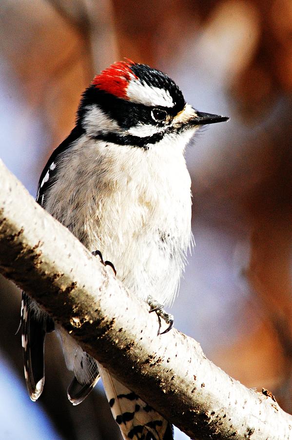 Male Downy Woodpecker 5 Photograph by Larry Ricker