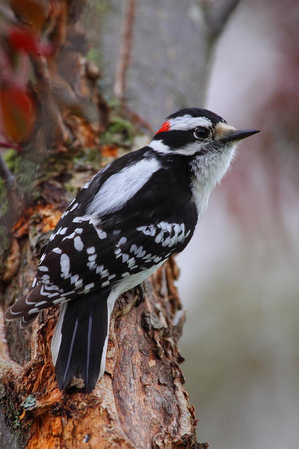 Woodpecker Photograph - Male Downy Woodpecker by Bruce J Robinson