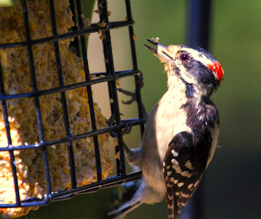 Feather Photograph - Male Downy WoodPecker by Linda Tiepelman