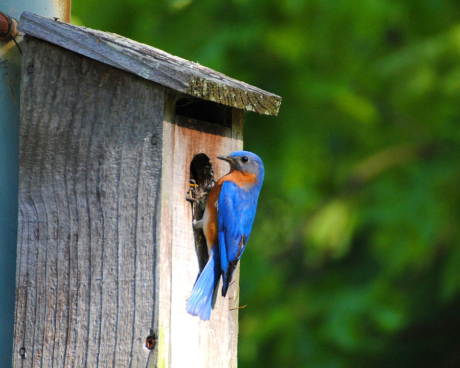 Male Eastern Bluebird II Photograph by Jai Johnson