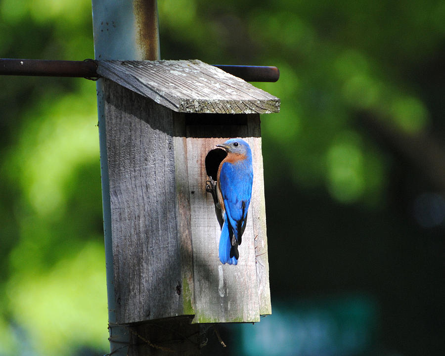 Male Eastern Bluebird Photograph by Jai Johnson
