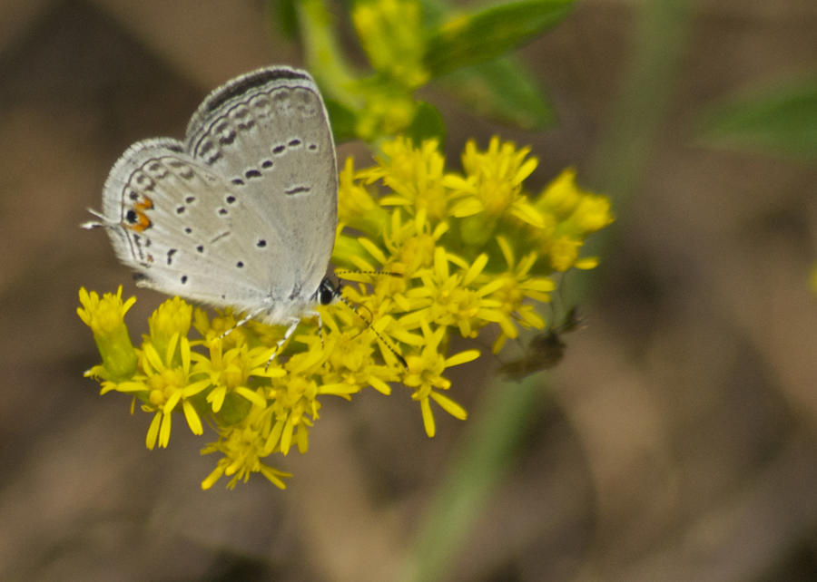 Male Eastern Tailed Blue Butterfly 3050 Photograph by Michael Peychich