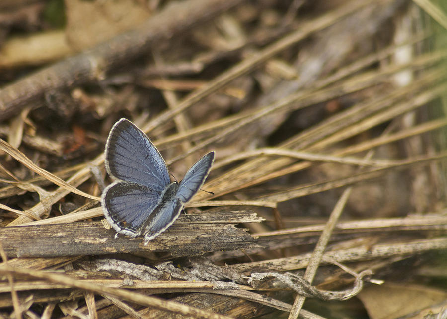 Male Eastern Tailed Blue Butterfly 3060 Photograph by Michael Peychich