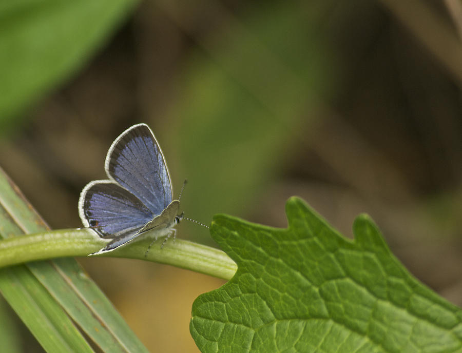 Male Eastern Tailed Blue Butterfly 3063 Photograph by Michael Peychich