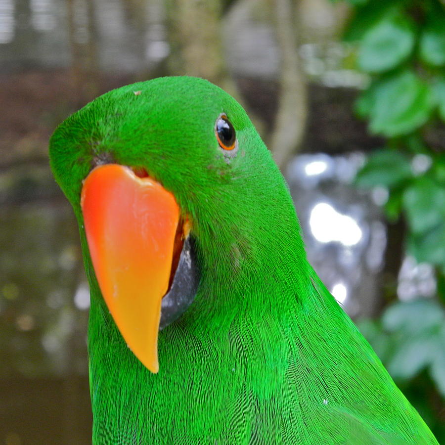 Male Eclectus Parrot I Photograph by Kirsten Giving