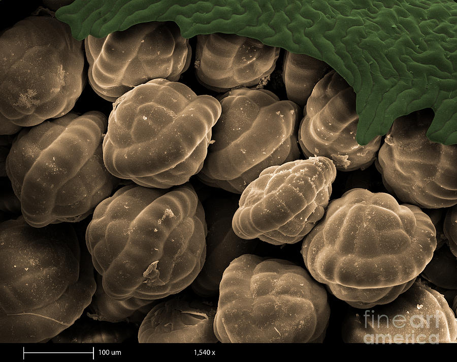 Nature Photograph - Male Fern Sporangia, Sem by Ted Kinsman